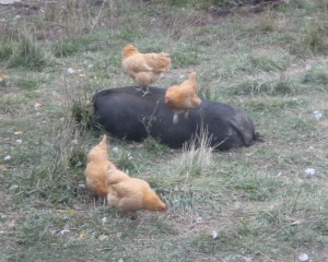 Our boar Henry napping while chickens walk all over him